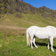 Un caballo de raza islandesa en la región de Suðurland, donde se encuentra el Laki